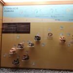 Museo prehistoria de Valencia 4