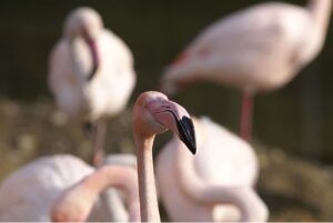 Tierpark -infosvalencia