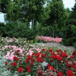 Jardín de las rosas Rosengarten