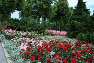 El Jardín de las rosas Rosengarten