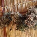 El Cacau del Collaret 3