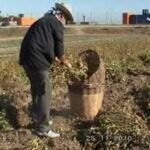 El Cacau del Collaret 4