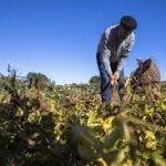 El Cacau del Collaret 6