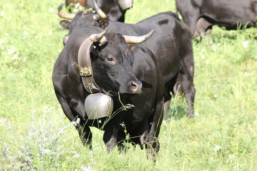 raza eringer infosvalencia