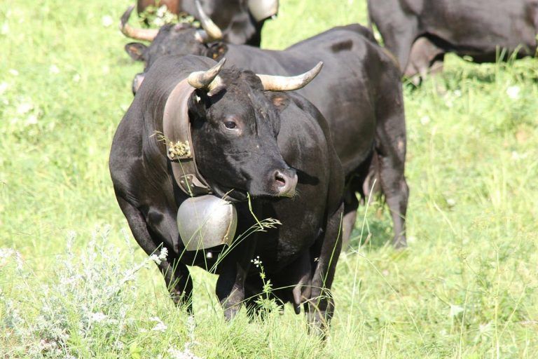 raza eringer infosvalencia