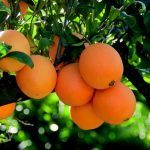 sorteo naranja navelina