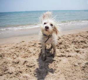playa-para-perros-infosvalencia-2021