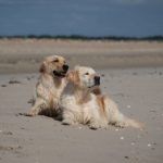 playa-para-perros-valencia