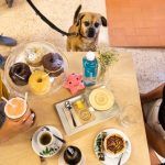 bar que admite mascotas-infosvalencia