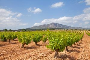 bodega ampelos-infosvalencia