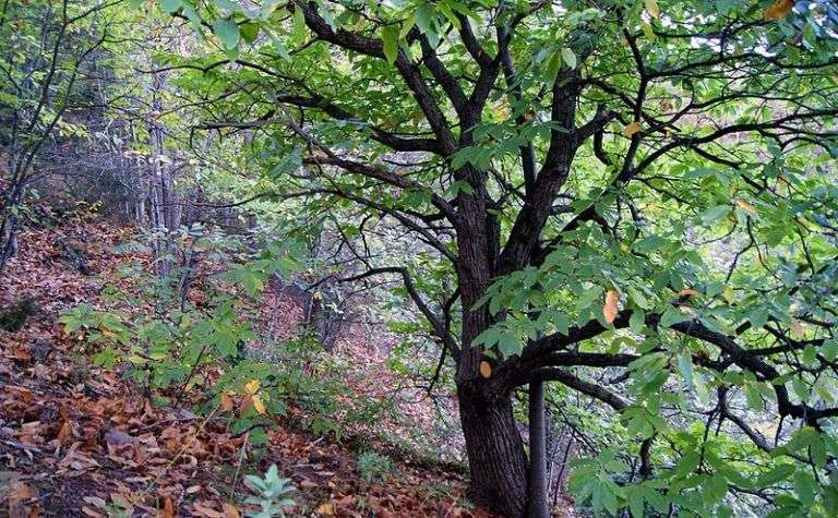Bosque de castaños-infosvalencia