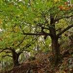 otoño 2021-infosvalencia