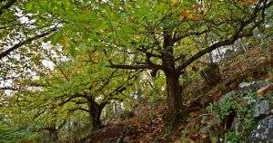 otoño 2021-infosvalencia