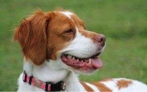 perros truferos-infosvalencia