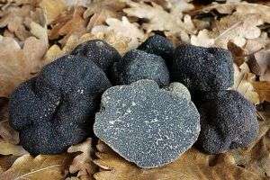 trufa-negra-castellon-infosalencia