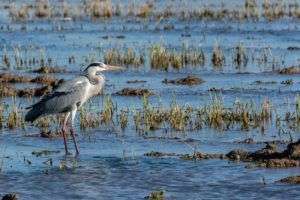 albufera-aves-migratorias-infosvalencia
