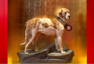 barry-perro-rescate-infosvalencia