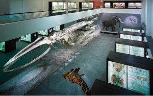 museo-historia-natural-berna-infosvalencia