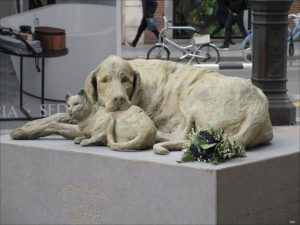 animals-abandonats-infosvalencia