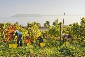 truelete-twann-infosvalencia
