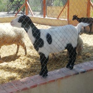 granja-alborache-infosvalencia