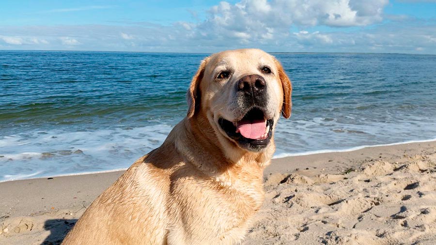 playas-para-perros-infosvalencia