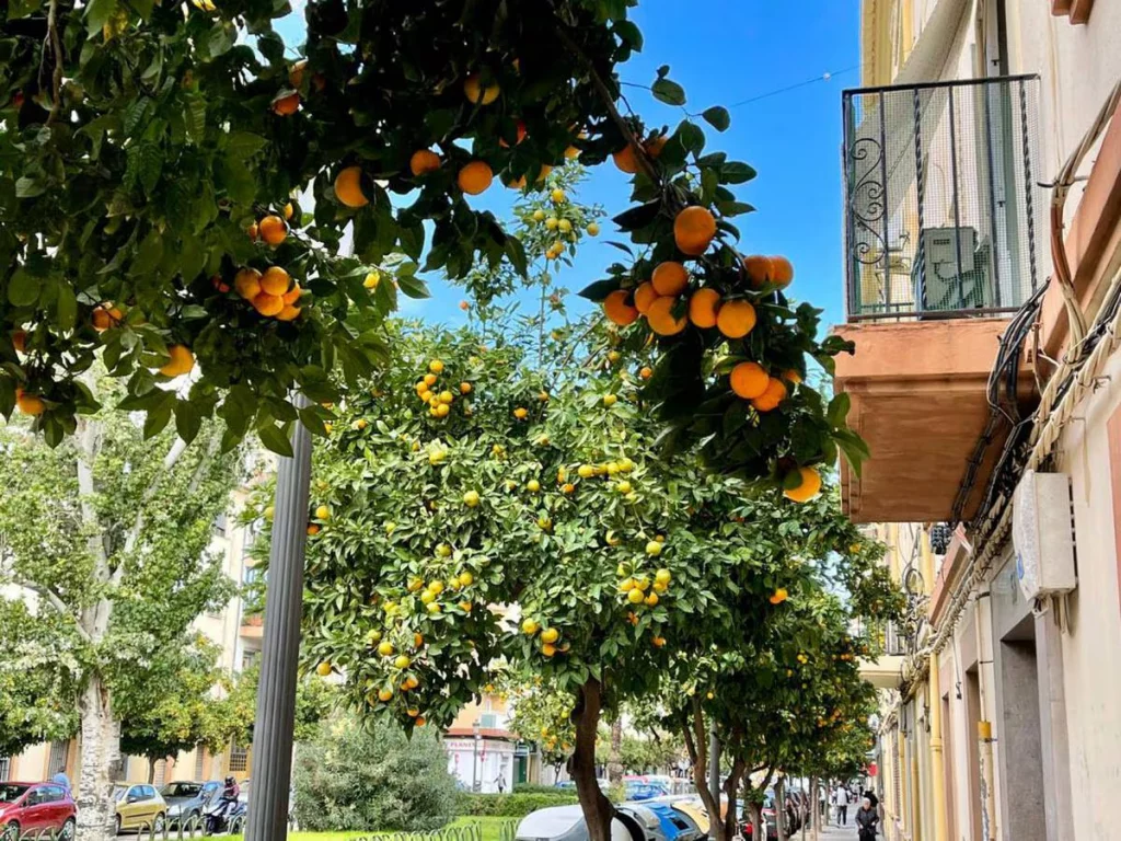naranjas-amargas-arboles-ciudad-infosvalencia