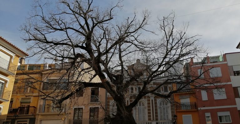 olmo centenario-navajas-infosvalencia