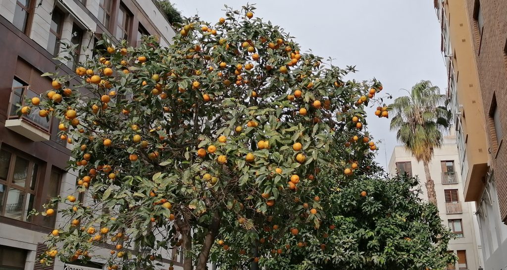 naranjas-infosvalencia-RTO