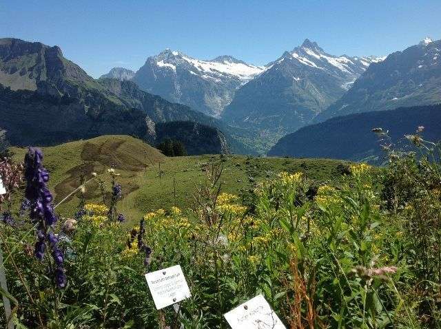 Schynige Platte una excursión nostálgica con vistas al lago Thun - Infosvalencia