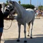 Les Corregudes de Joies-infosvalencia