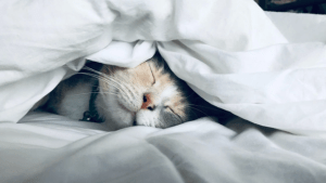 La siesta: ocho curiosidades sobre uno de los grandes tópicos de España