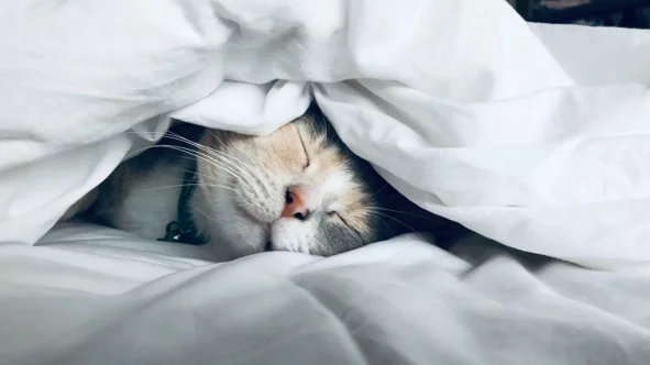 siesta-infosvalencia